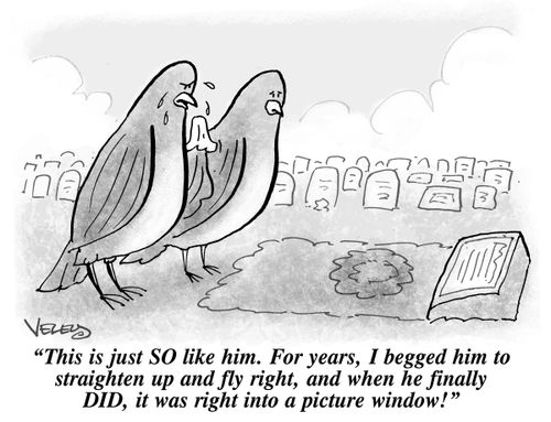 "This is just SO like him. For years, I begged him to straighten up and fly right, and when he finally DID, it was right into a picture window!"