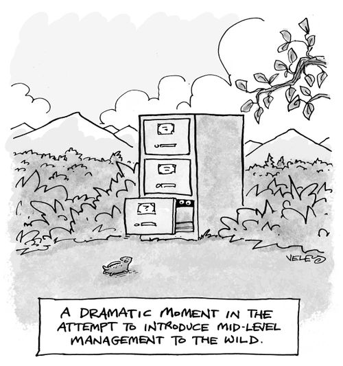 A dramatic moment in the attempt to introduce mid-level management to the wild.