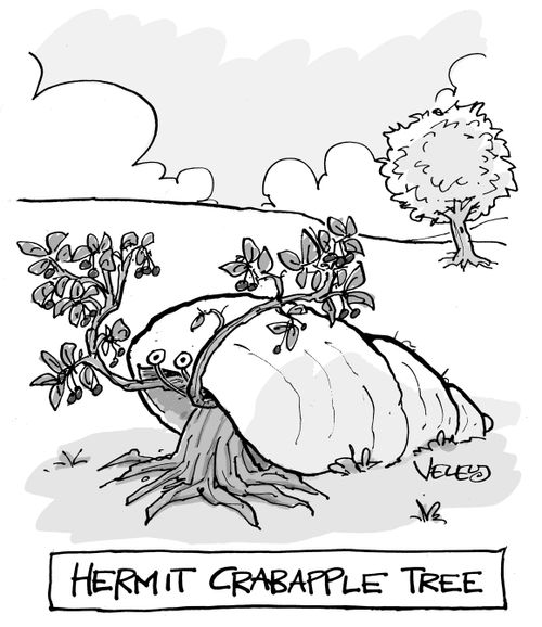 Hermit Crabapple Tree