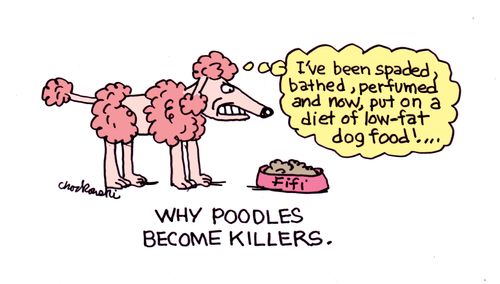 Why Poodles Become Killers