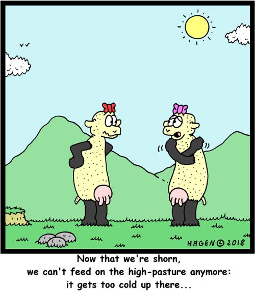 "Now that we're shorn, we can't feed on the high-pasture anymore: it gets too cold up there..."