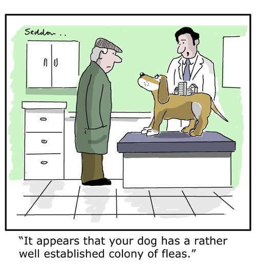 "It appears that your dog has a rather well established colony of fleas."