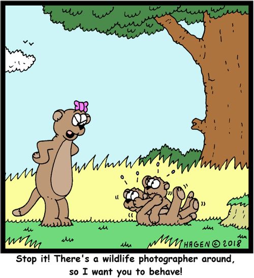 "Stop it! There's a wildlife photographer around, so I want you to behave!"