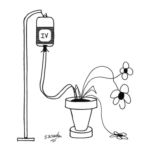 A drooping plant is watered via an IV tube.