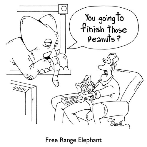 Free Range Elephant