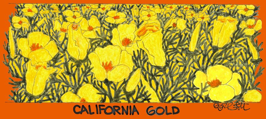 California Gold...field of poppies with matching border