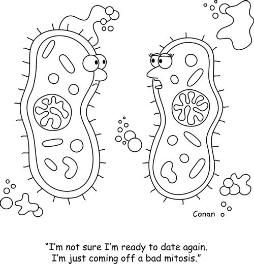 "I'm not sure I'm ready to date again. I'm just coming off a bad mitosis."