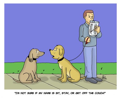"I'm not sure if my name is sit, stay, or get off the couch!"