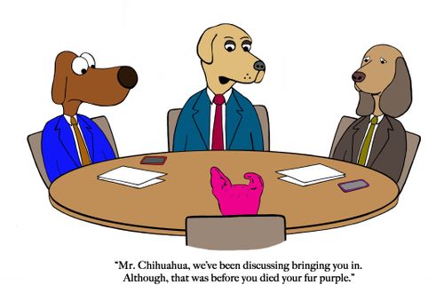 "Mr. Chihuahua, we've been discussing bringing you in. Although, that was before you died your fur purple."