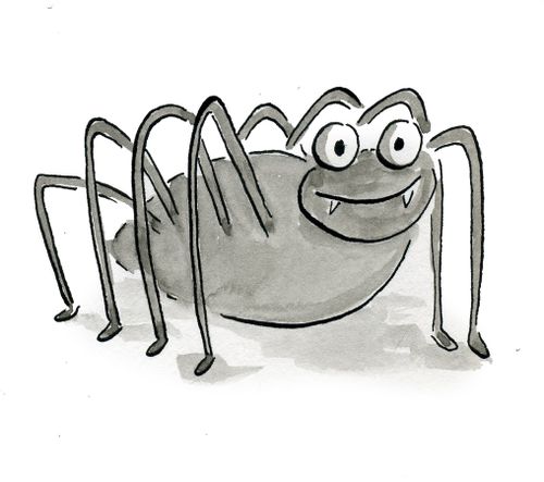 Spider