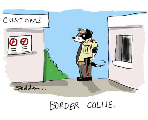 Border Collie