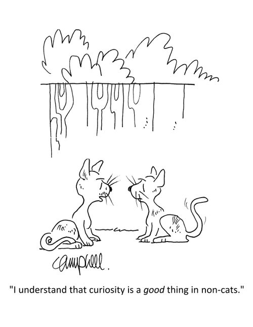 "I understand that curiosity is a good thing in non-cats."