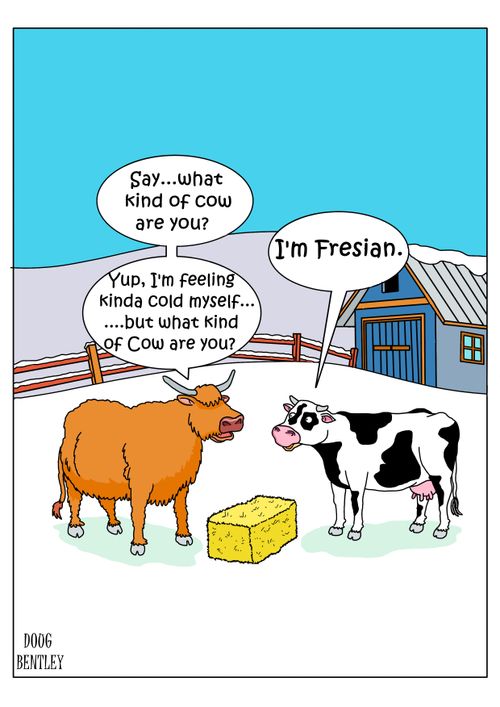 "Say . . . what kind of cow are you?"