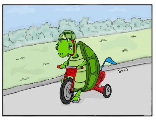 Turtle Wearing a Helmet
