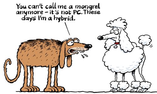 "You can't call me a mongrel anymore- it's not PC. These days I'm a hybrid."