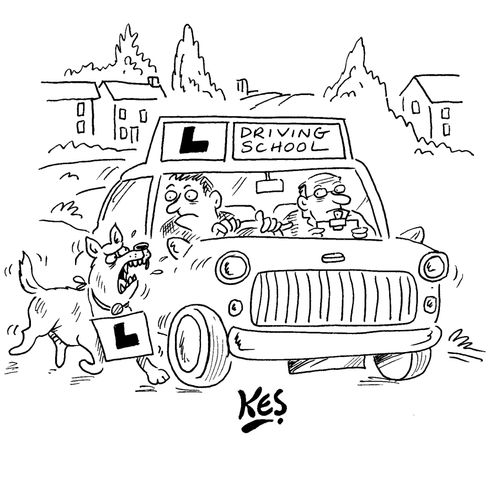 A dog wearing an L plate around his neck chases and barks at a learner driver.