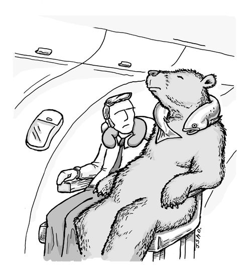 Bear on Airplane