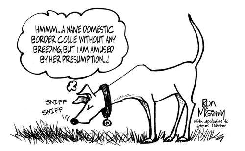 "Hmmm.... a naive domestic border collie without any breeding, but I am amused by her presumption."