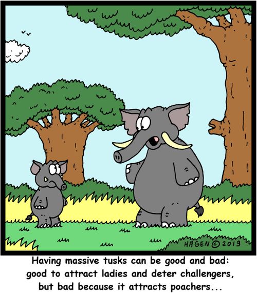 "Having massive tusks can be good and bad: good to attract ladies and deter challengers, but bad because it attracts poachers..."