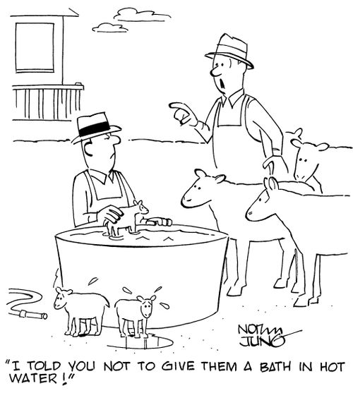 "I told you not to give them a bath in hot water!"