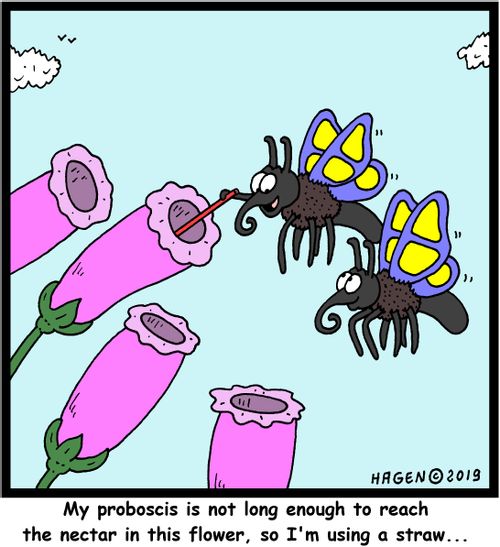 "My proboscis is not long enough to reach the nectar in this flower, so I'm using a straw..."