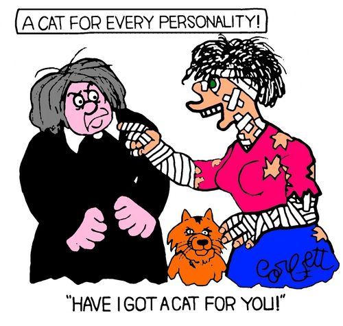 "Have I got a cat for you!"