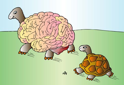 Brain Tortoises