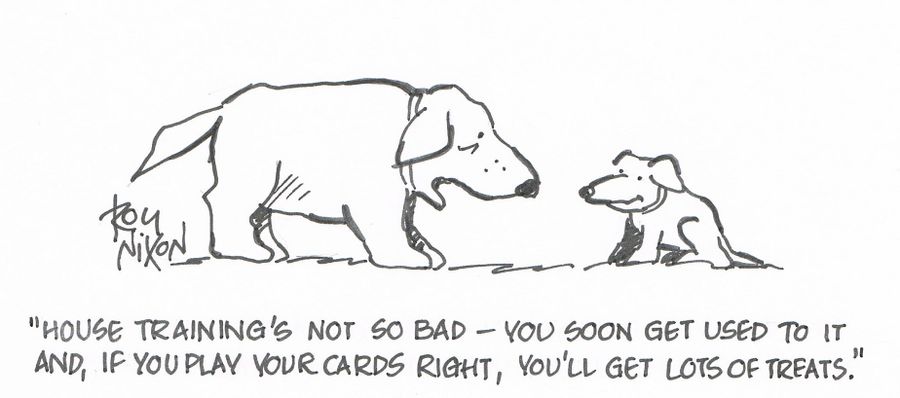 "House training's not so bad - you soon get used to it and, if you play your cards right, you'll get lots of treats."