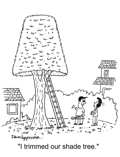 "I trimmed our shade tree."