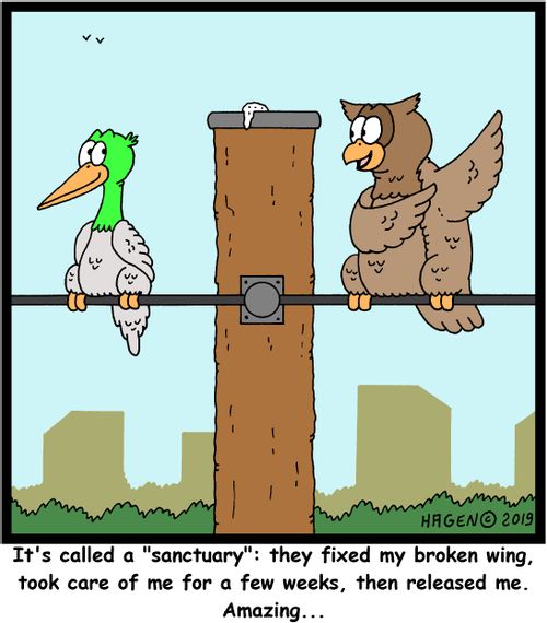 "It's called a "sanctuary": they fixed my broken wing, took care of me for a few weeks, then released me. Amazing..."