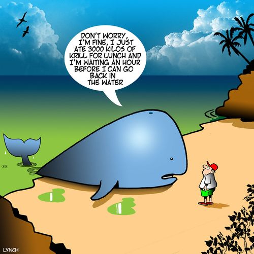 "Don't worry, I'm fine, I just ate 3000 kilos of krill for lunch and I'm waiting an hour before I can go back in the water."