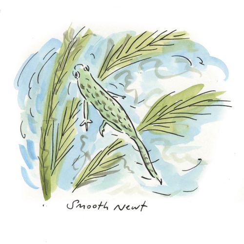Smooth Newt