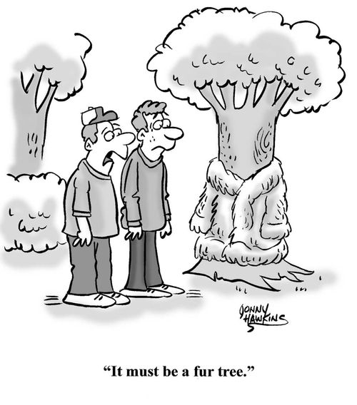 "It must be a fur tree."