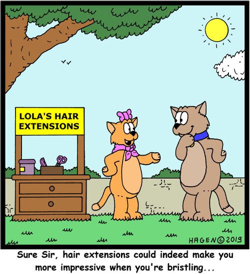 "Sure Sir, hair extensions could indeed make you more impressive when you're bristling..."