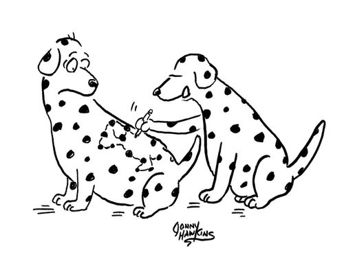 Dalmatian dog doing dot-to-dot on other dalmatian