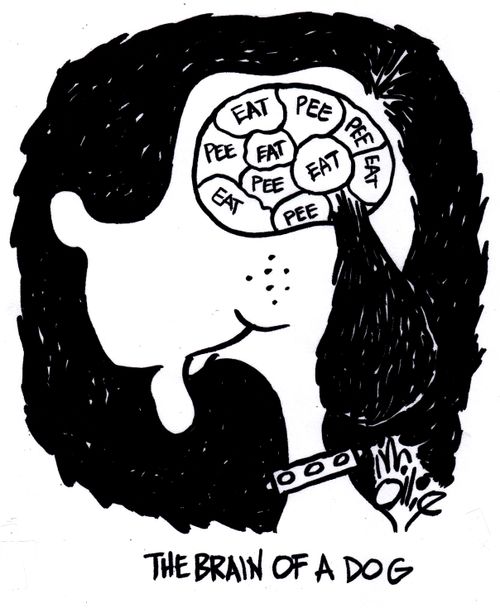 The brain of a dog.