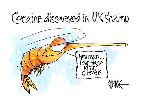 Cocaine discovered in UK shrimp. . .