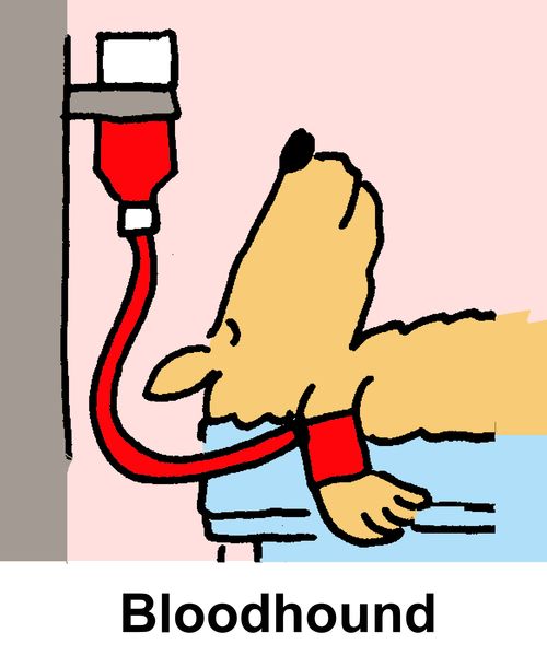Bloodhound