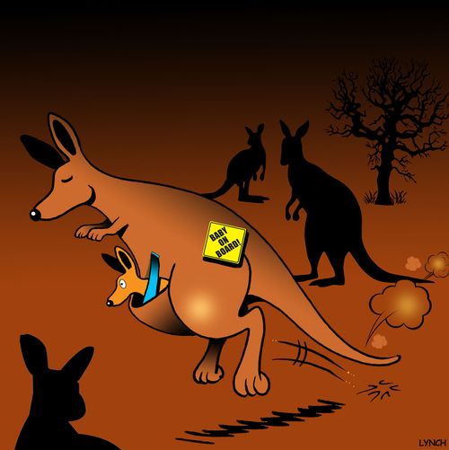 Kangaroo: Baby on Board