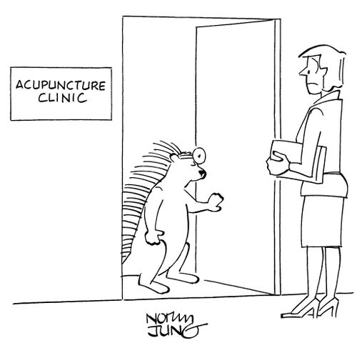 Porcupine is the medical doctor at the Acupuncture clinic.