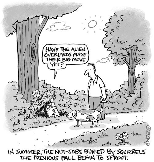 In summer, the nut-jobs buried by squirrels the previous fall begin to sprout.