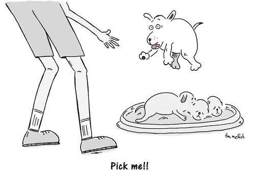 "Pick me!"