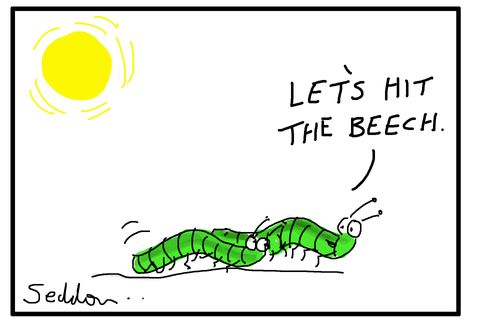 "Let's hit the Beech."