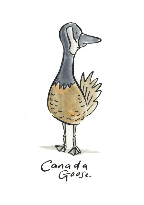 Canada Goose