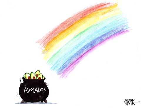 Avocado Prices