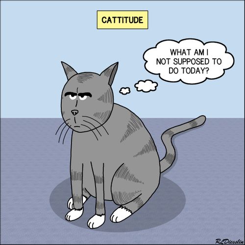 Cat Attitude