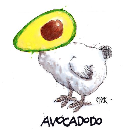 Avocadodo