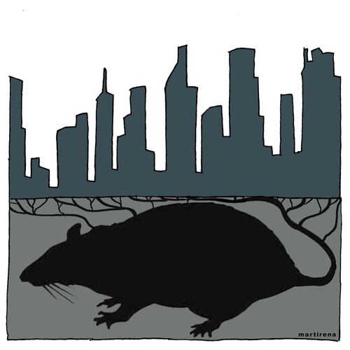 Rats in New York