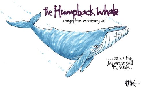 The Humpback Whale . . . or as the Japanese call it, sushi.