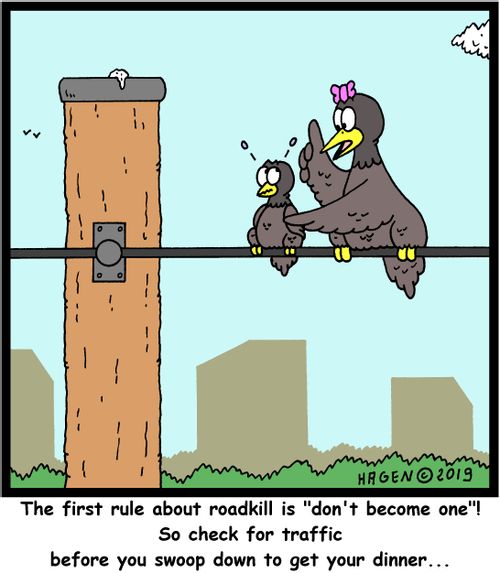 "The first rule about roadkill is "don't become one"! So check for traffic before you swoop down to get your dinner..."
